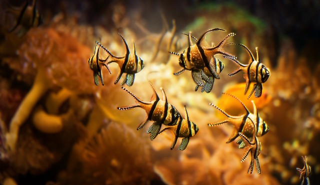 aquarium-610760.jpg