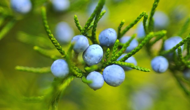 berries-221193.jpg