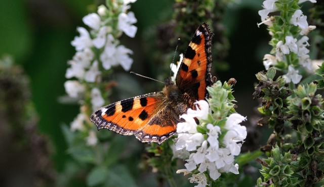 butterfly-199115.jpg