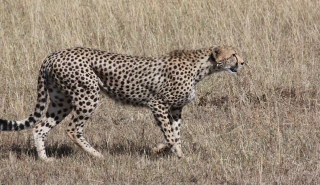 cheetah-171217.jpg