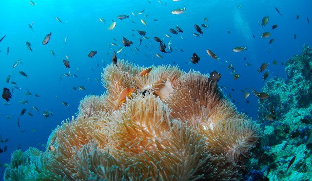 diving-689826.jpg