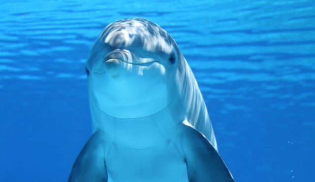 dolphin-203875.jpg