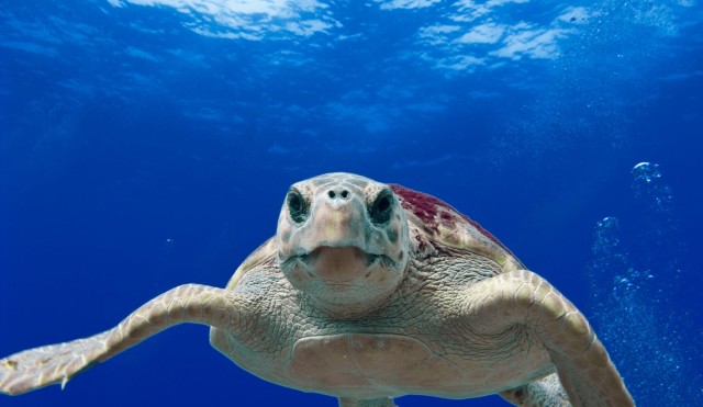 loggerhead-turtle-123402.jpg