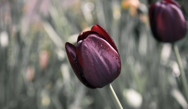 tulip-670643.jpg