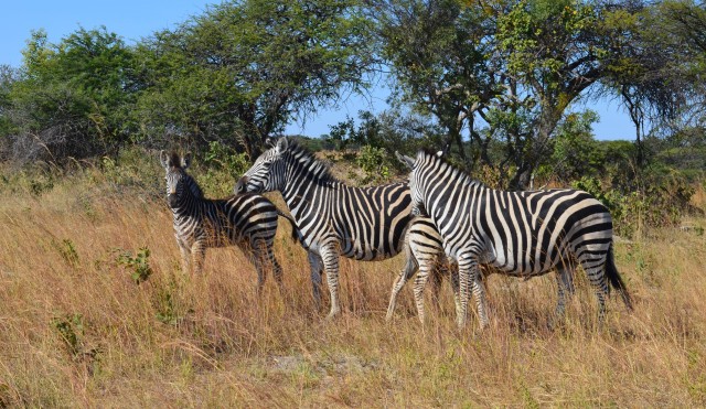 zebra-185566.jpg